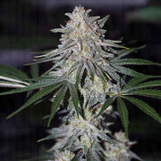 Nahaufnahme einer Glueberry OG Pflanze von Dutch Passion mit dichten frostigen Knospen und grünen Blättern