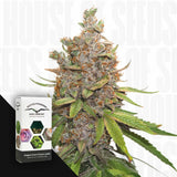 Auto Glueberry O.G.