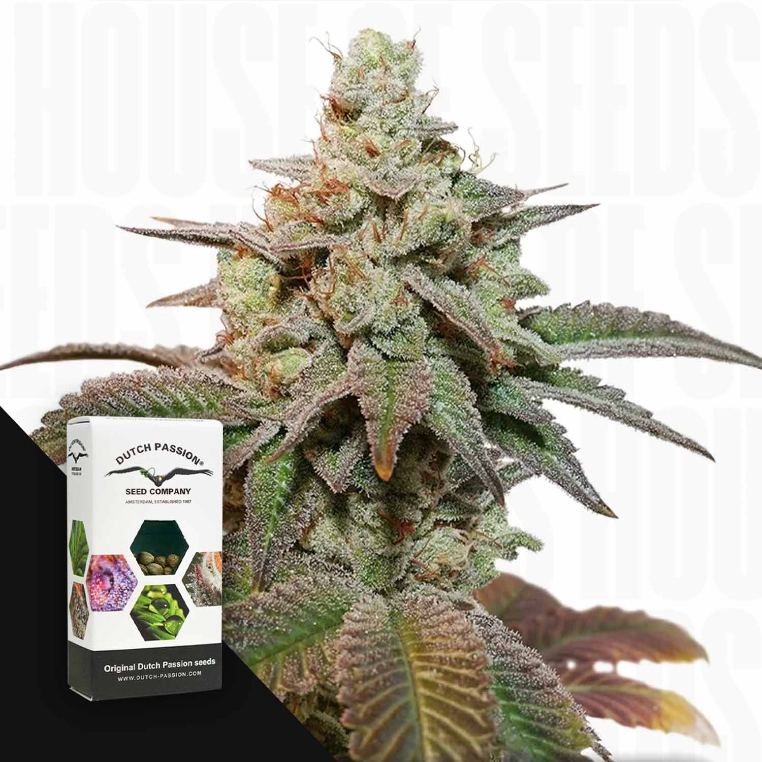 Nahaufnahme von frostigem Auto Kerosene Krash Cannabis mit einer Dutch Passion Samenschachtel auf weißem Hintergrund.