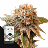 Auto Kingston Punch