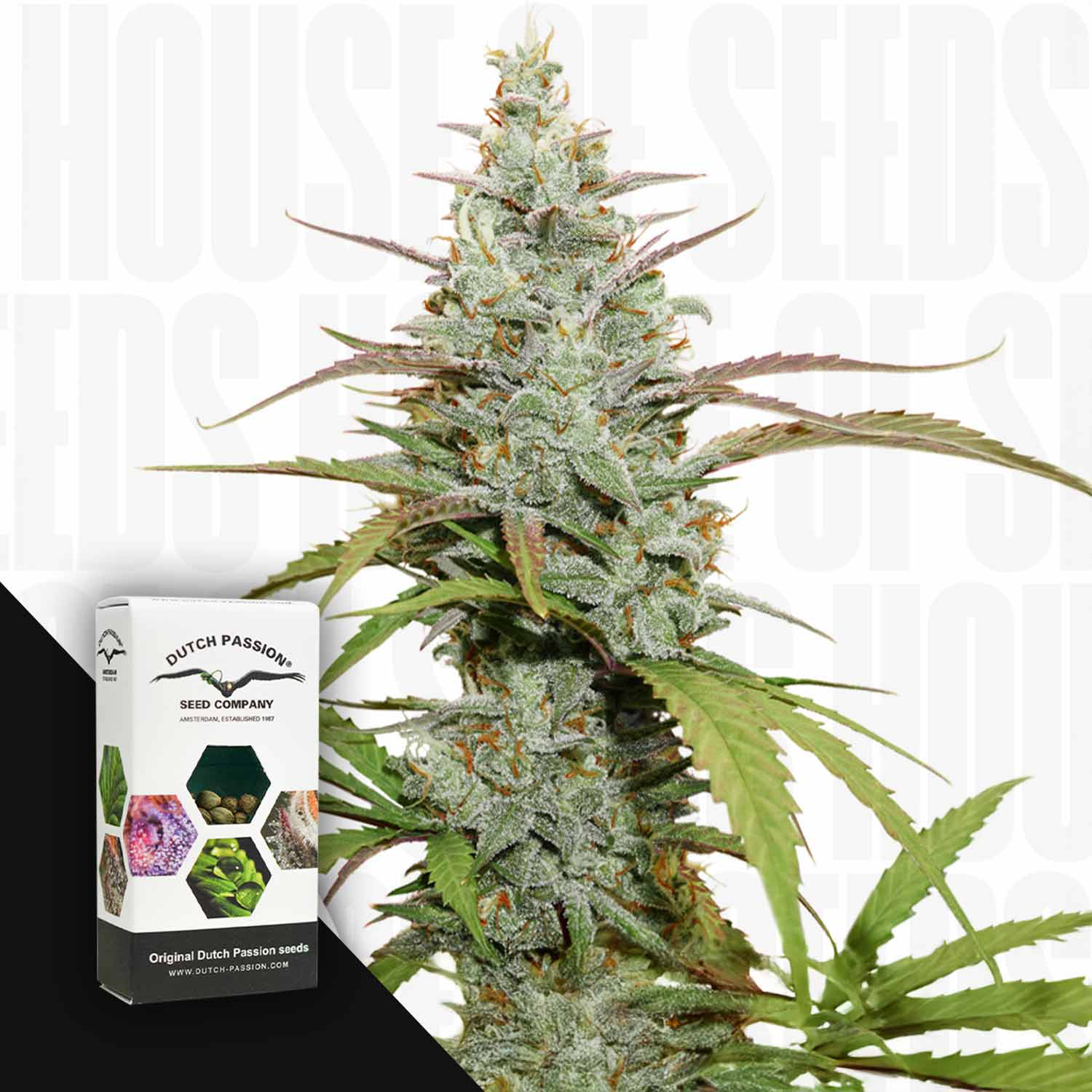 Eine Nahaufnahme der Tulpenknospen von Mokum neben einer Dutch Passion-Box.