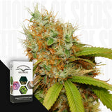 Mazar