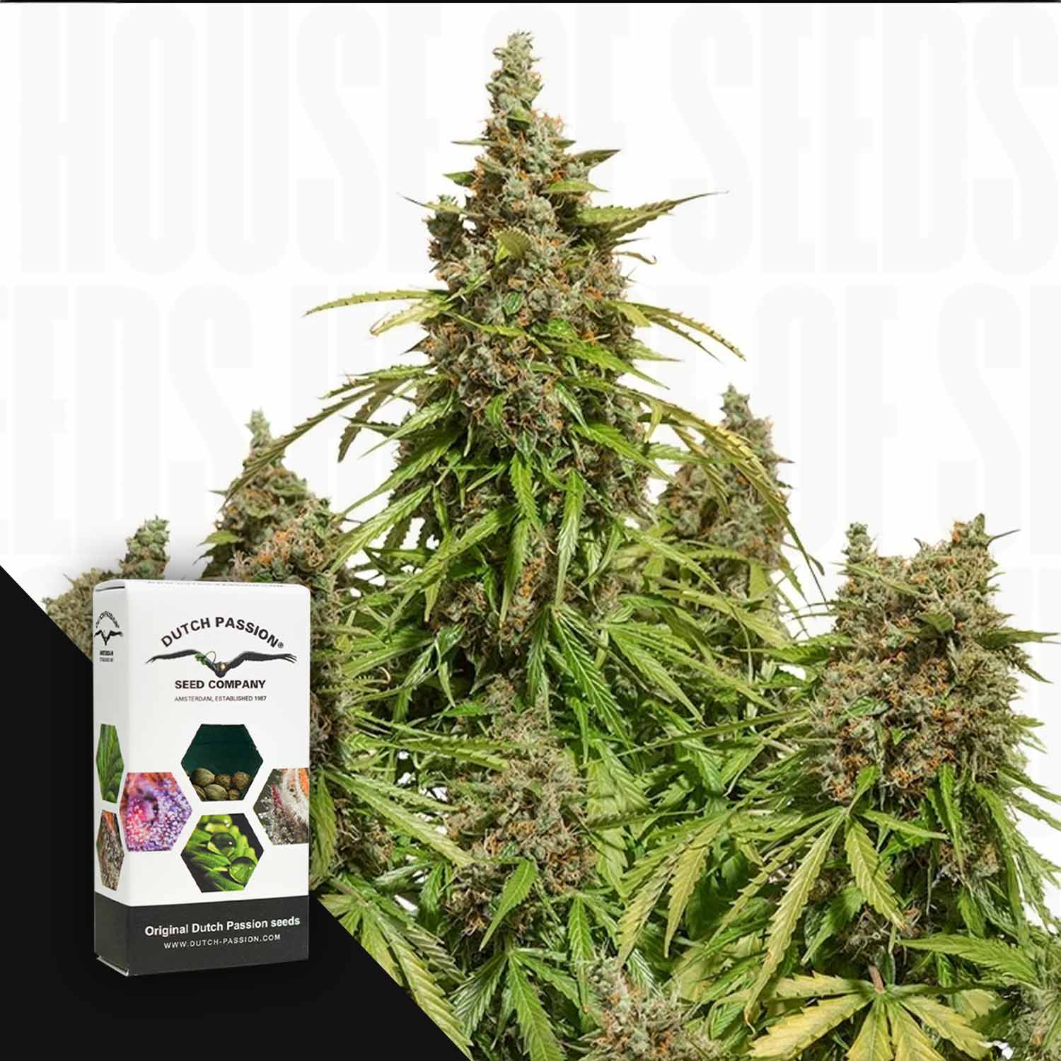 Auto Mazar Cannabis Pflanze mit dichten Knospen neben einer Dutch Passion Box auf weißem Hintergrund.