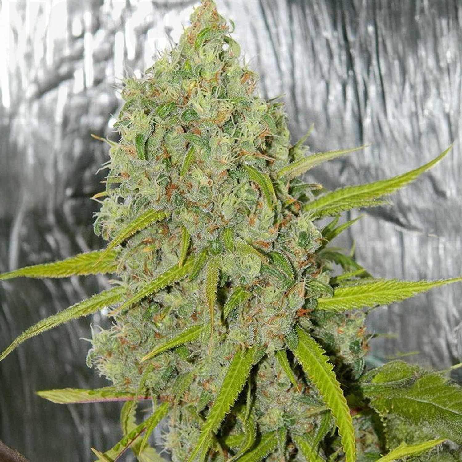 Nahaufnahme einer Orange Bud Pflanze mit frostigen Knospen und orangen Haaren vor spiegelndem Hintergrund