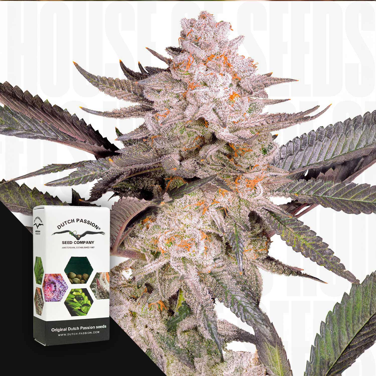 Nahaufnahme einer frostigen Cannabispflanze mit lila und grünen Blättern, vorne Dutch Passion Orange Bud 2.0 Samenpackung