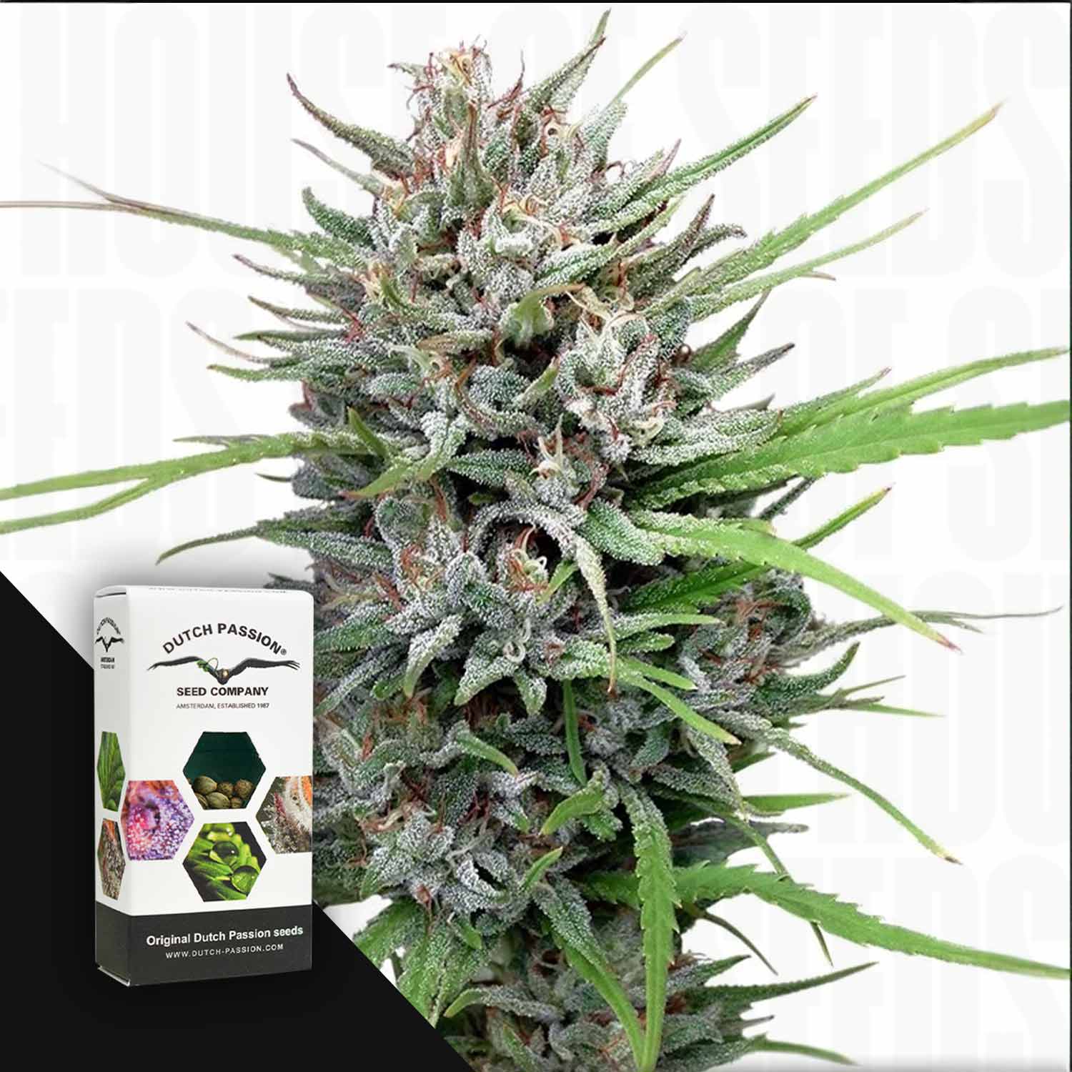 Nahaufnahme von frostigen Passion #1 Cannabisknospen; im Vordergrund ist die Dutch Passion-Samenverpackung zu sehen.