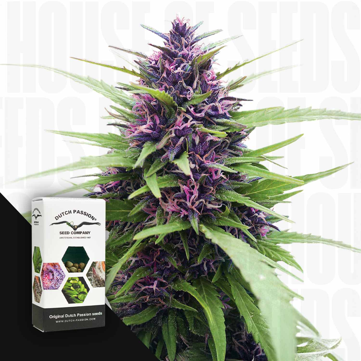 Eine leuchtend lila Shaman-Cannabis-Pflanze mit grünen Blättern neben einer Dutch Passion-Samenschachtel.