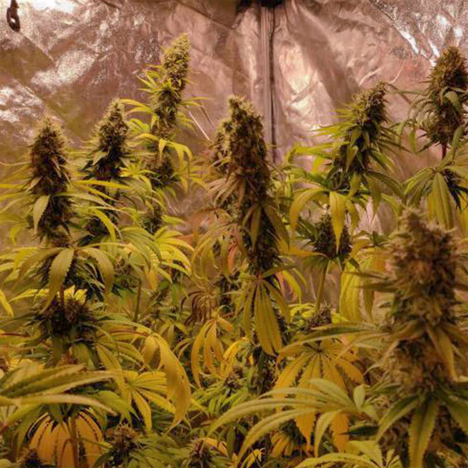 Sour Tangie Dawg Pflanzen von Super Sativa Seed Club indoor mit dichten Knospen und vergilbenden Blättern