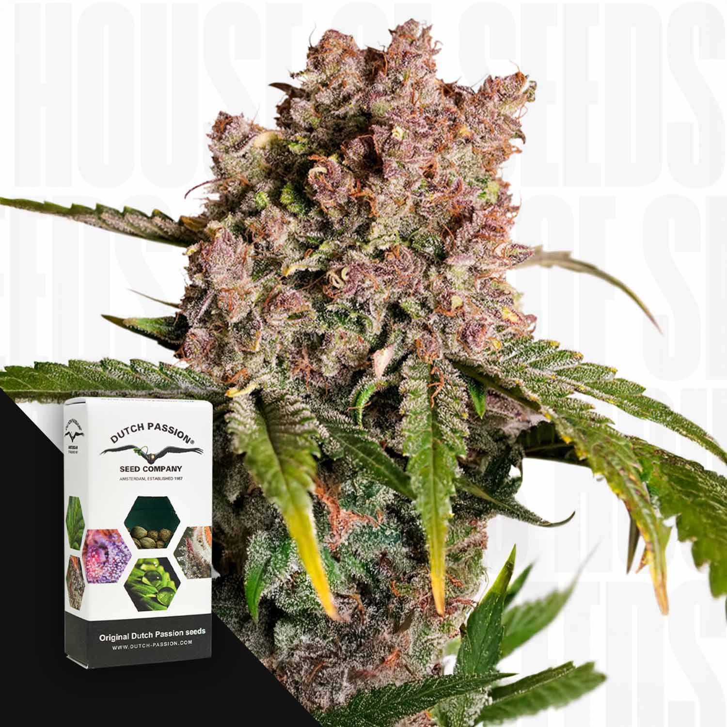 Nahaufnahme einer Auto Strawberry Soda Knospe mit grünen Blättern neben einer Dutch Passion Schachtel.