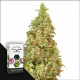 THC-Victory