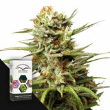 Auto White Widow