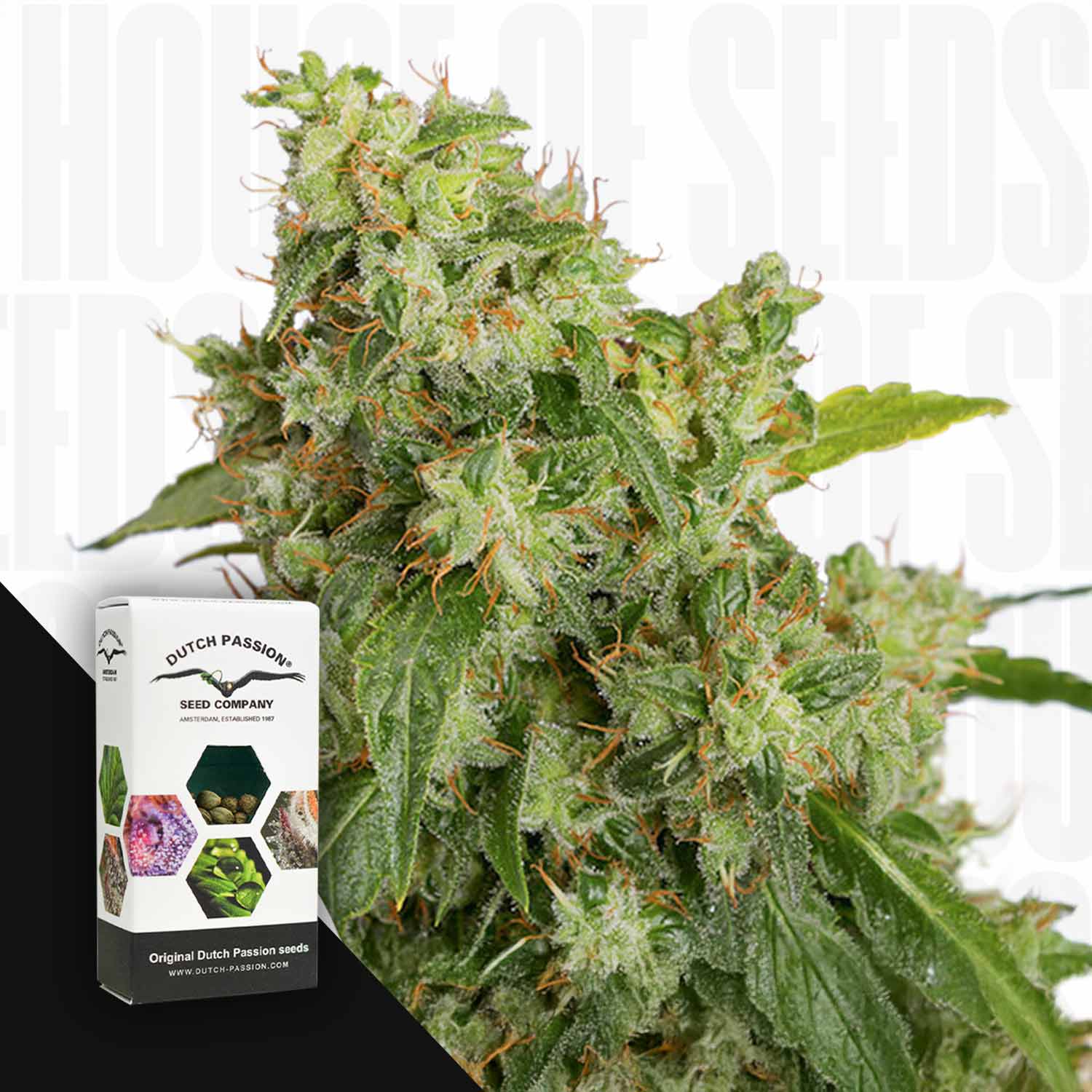 Nahaufnahme einer Auto Xtreme Haze Cannabispflanze mit einem Dutch Passion Samenpaket auf weißem Hintergrund.