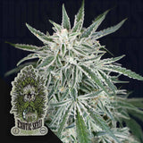 Green Gummy Auto