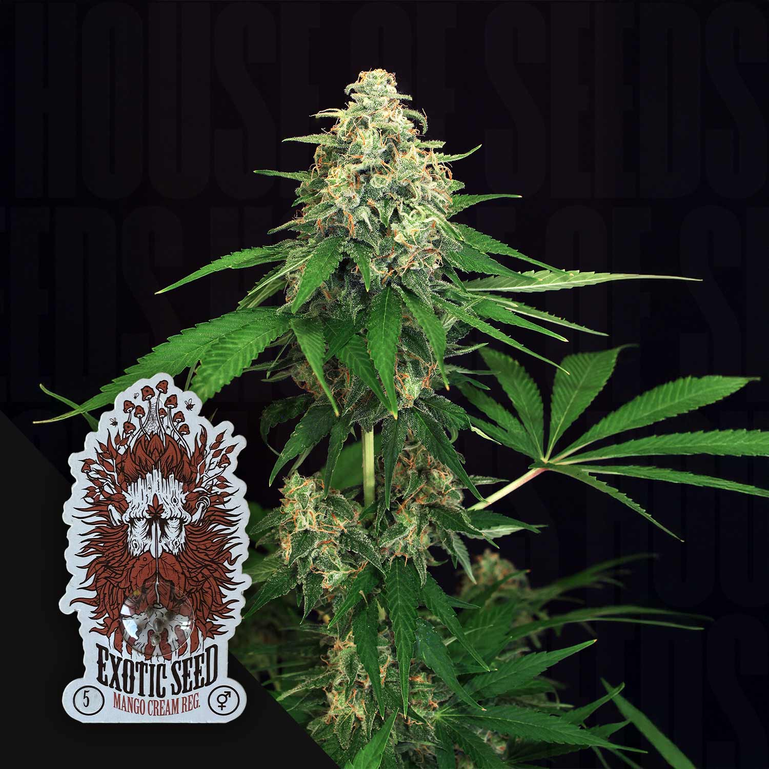 Nahaufnahme einer reifen Cannabispflanze mit harzigen Knospen und spitzen Blättern, Ecke Exotic Seeds Mango Cream Aufkleber