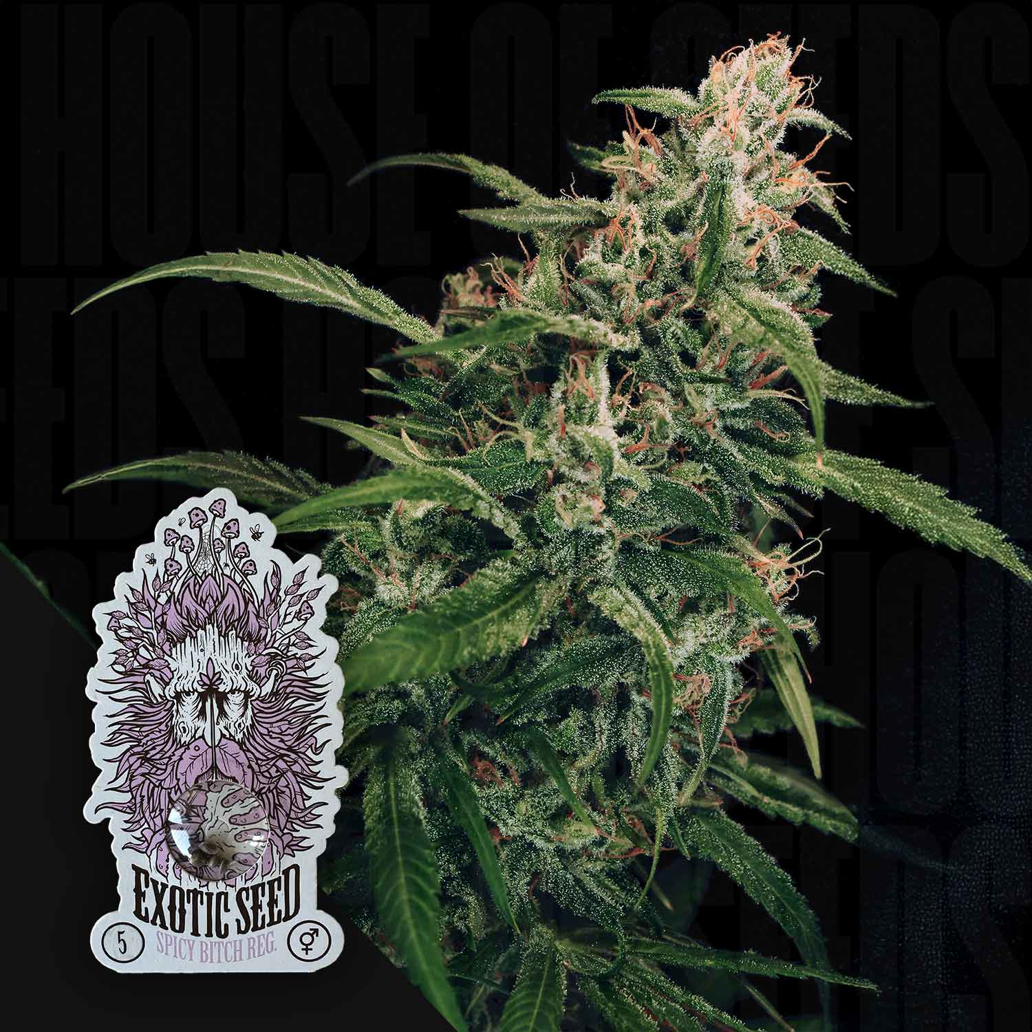 ES-SB-0