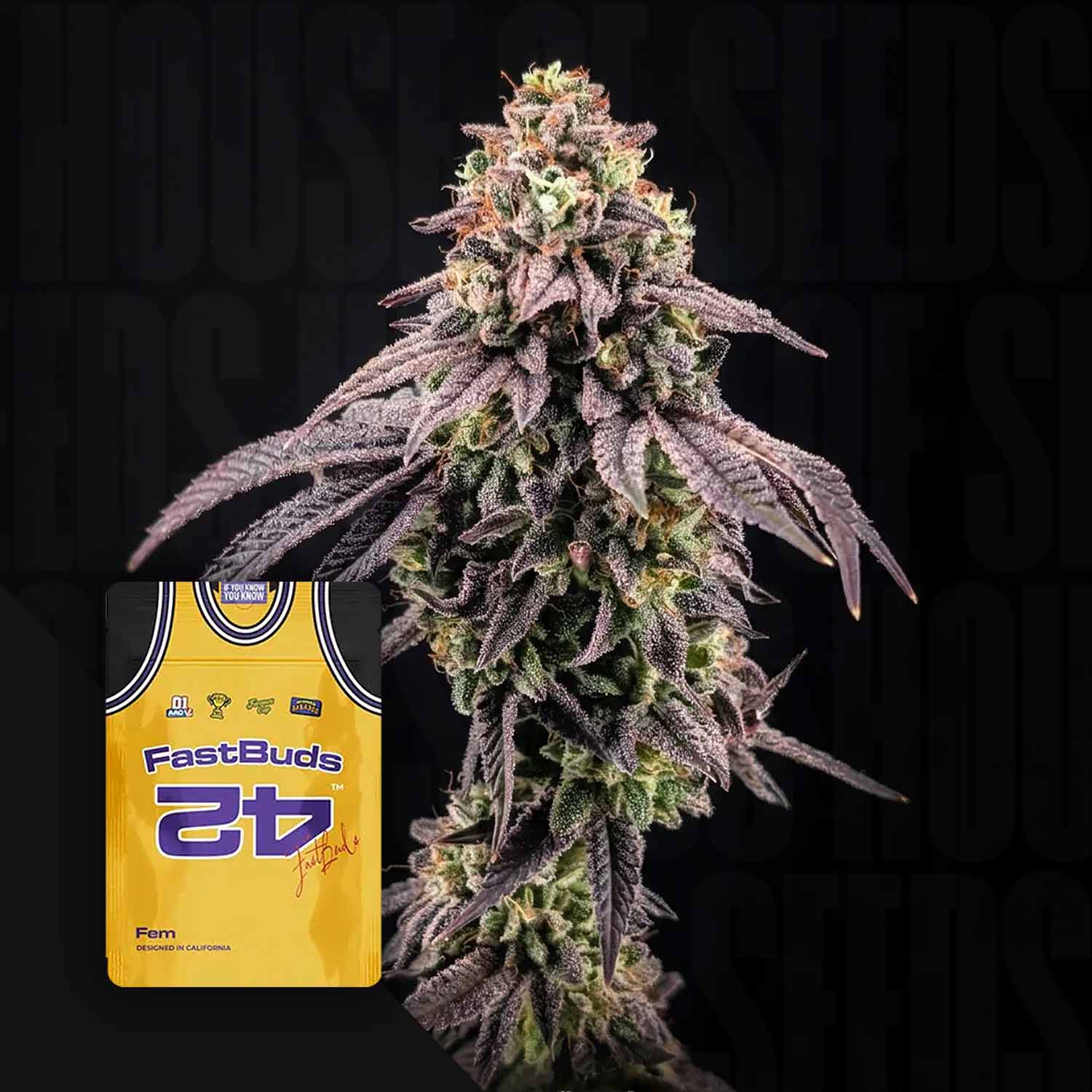 Eine Cannabispflanze mit violetten Blättern neben einer gelben „420 Fast Buds Biscotti Gelato“-Verpackung im Trikot-Design.