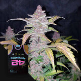 Blackberry Auto