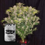 C4 Auto