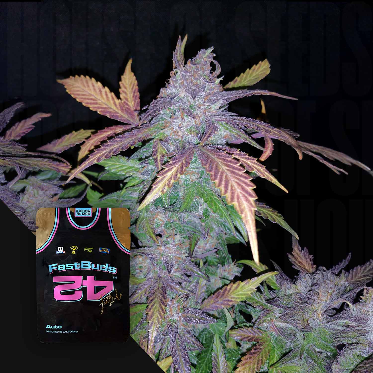 Nahaufnahme einer lilafarbenen Cannabispflanze mit gelben Blattspitzen und einem 420 Fast Buds Frostbanger Auto-Samenpaket als Overlay.