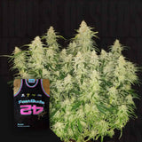 Gorilla Auto (Gorilla Glue Auto)