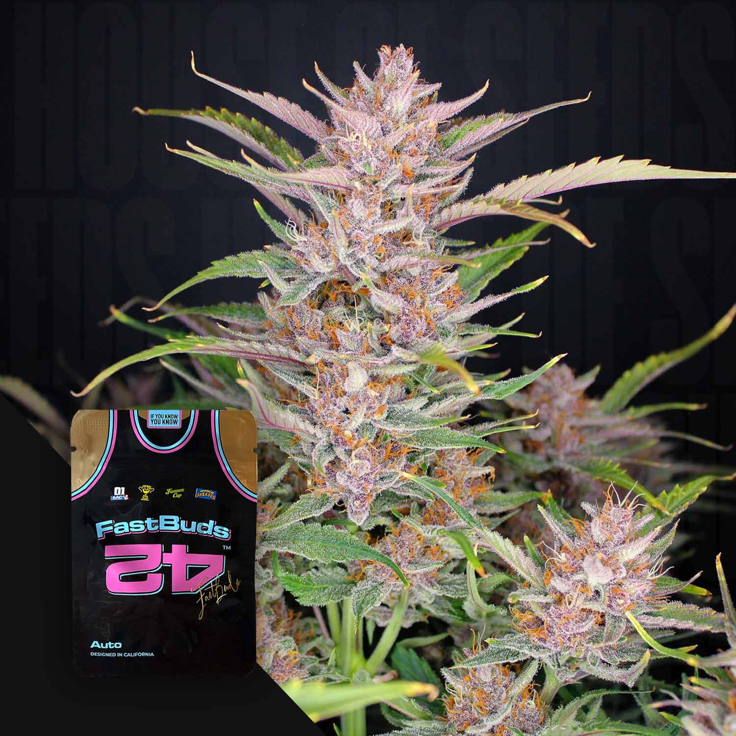 Nahaufnahme einer lilafarbenen Cannabispflanze neben einer 420 Fast Buds Gorilla Punch Auto-Verpackung.
