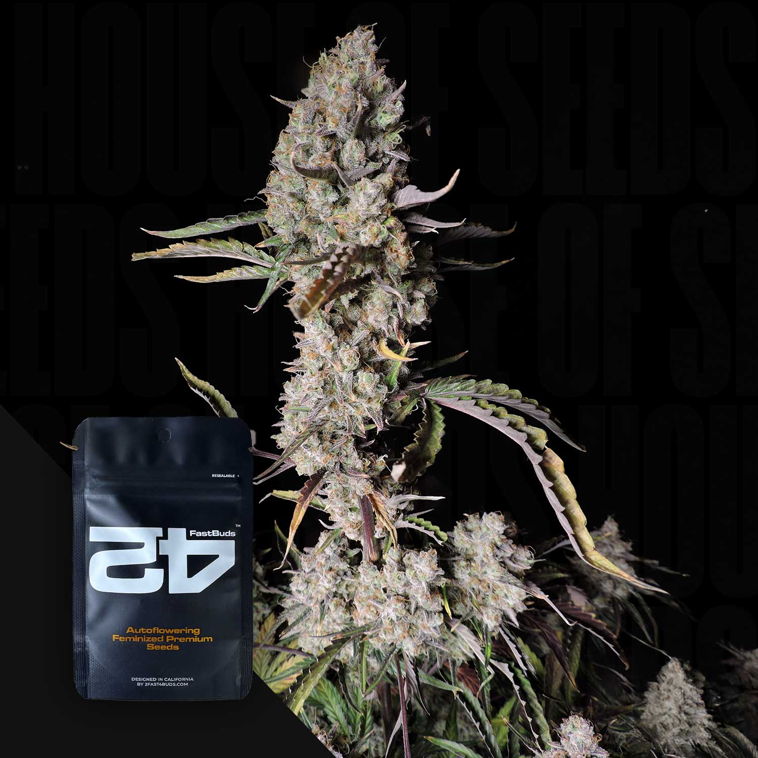 Eine Cannabispflanze mit dichten Knospen neben einer schwarzen Packung mit der Aufschrift 420 Fast Buds Gorilla Z Auto.