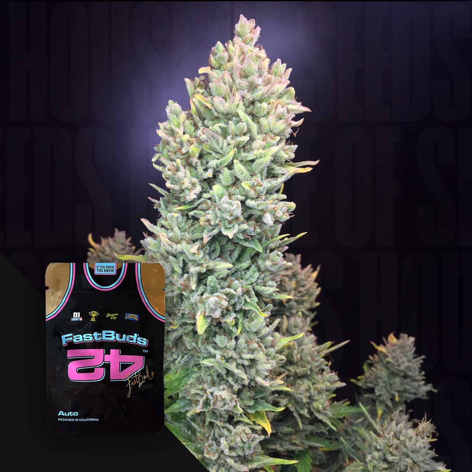 Nahaufnahme der Lemon AK Auto Buds von 420 Fast Buds; in der Ecke ist ein gebrandetes Sporttrikot zu sehen.