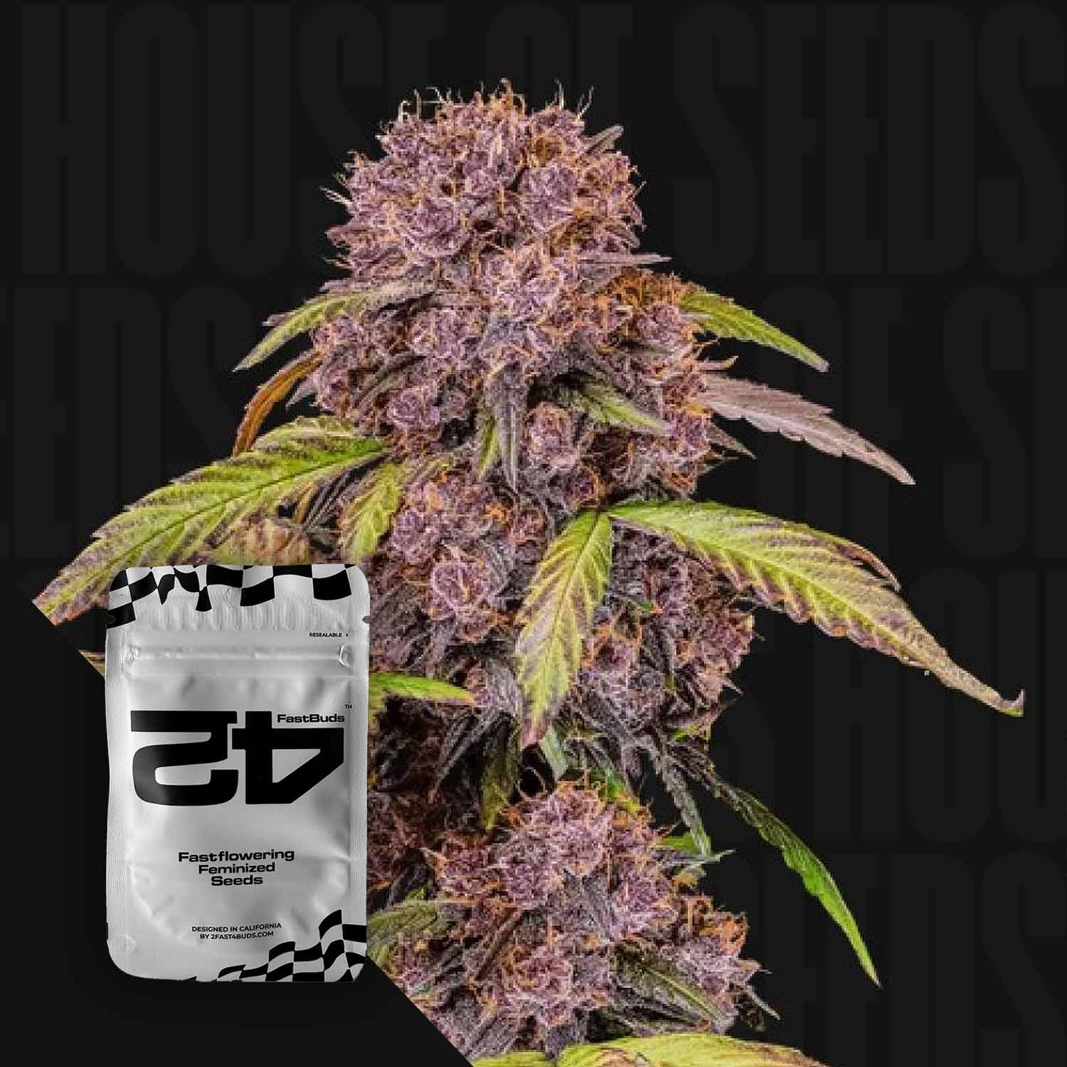 Nahaufnahme einer lila Cannabis-Pflanze mit einem Lemon Cherry Cookies Auto-Samenpaket von 420 Fast Buds im Blick.