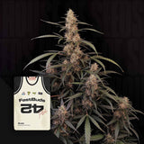 Original Auto Amnesia Haze