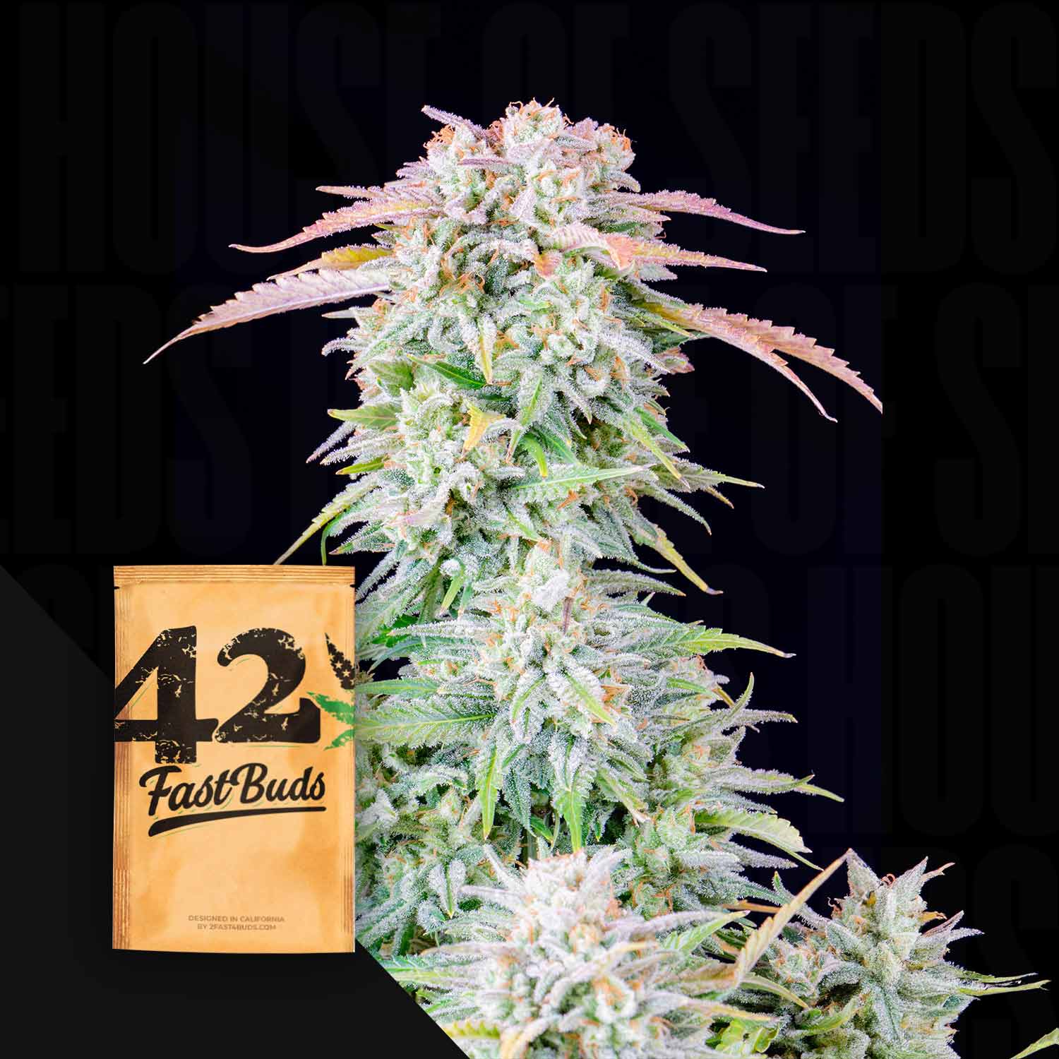 Frostige Cannabis-Pflanze mit einem Original Auto Afghan Kush 420 Fast Buds Samenpaket in der unteren linken Ecke.