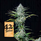 Original Auto White Widow