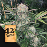 Original Auto Blueberry