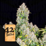 Original Auto Cinderella