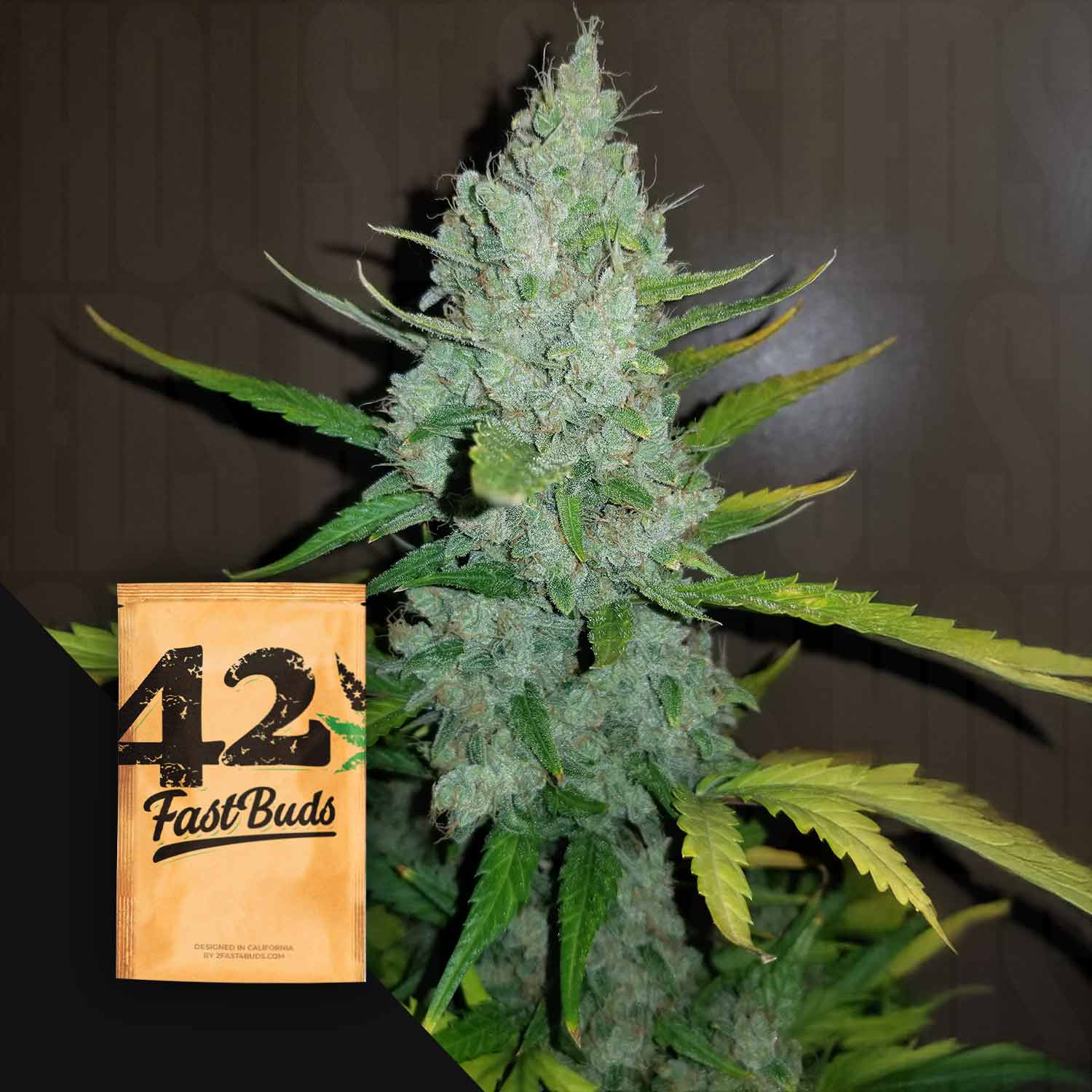 FB-OSDA-0