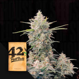 Original Auto Skunk