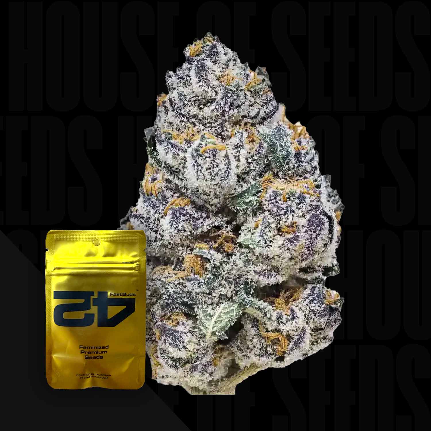 Dichte, frostige Rainbow Melon FEM Knospe mit violetten Schattierungen neben einer gelben 420 Fast Buds Samenpackung mit der Aufschrift GB.