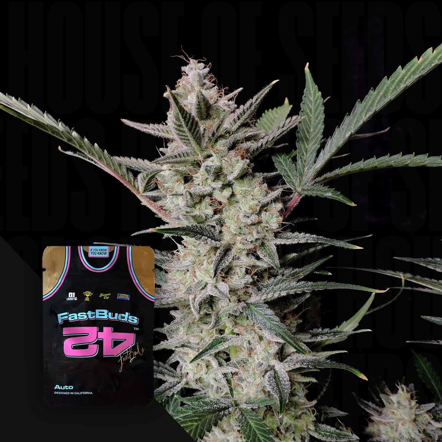 Nahaufnahme der frostigen Strawberry Gorilla Auto Knospe mit einem 420 Fast Buds Trikoteinsatz unten links.