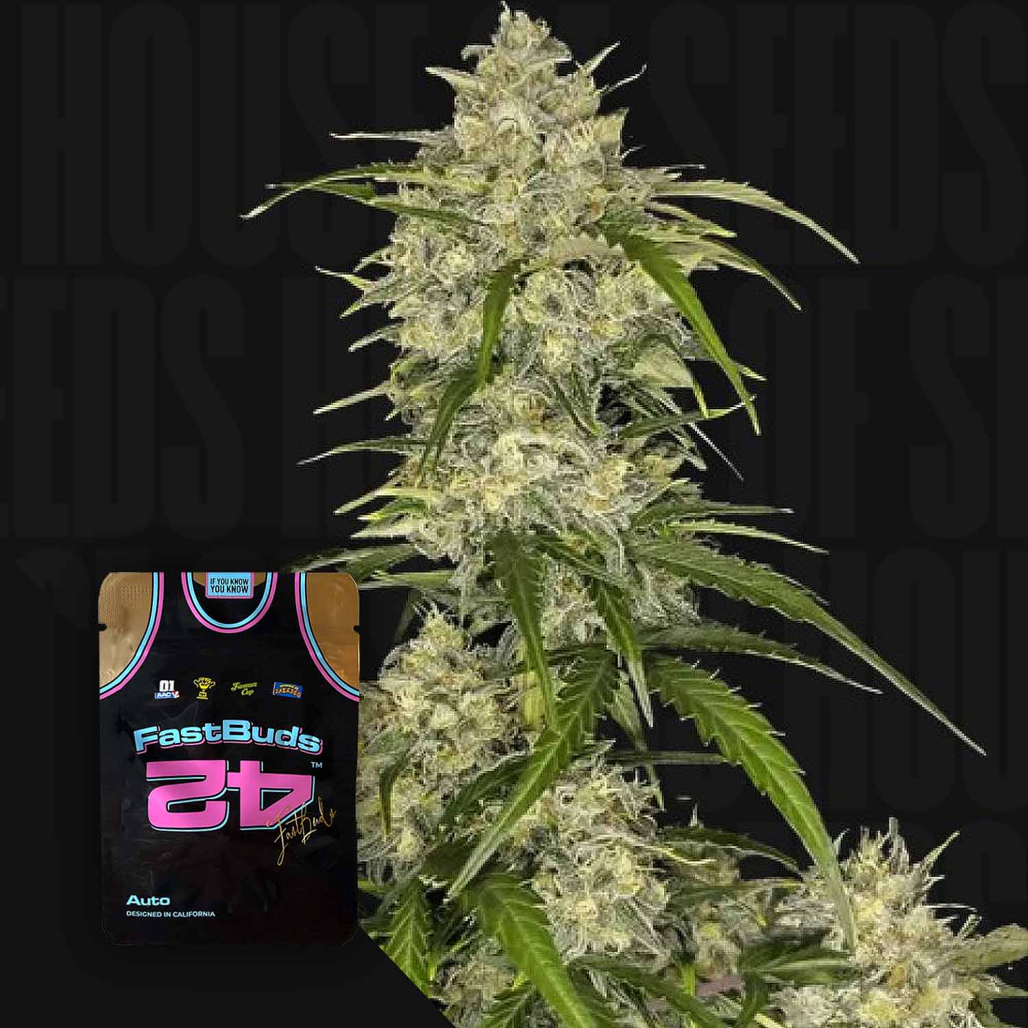 Eine Cannabis-Pflanze mit dichten Knospen neben 420 Fast Buds Sour Jealousy Auto Verpackung wie ein Trikot gestylt.