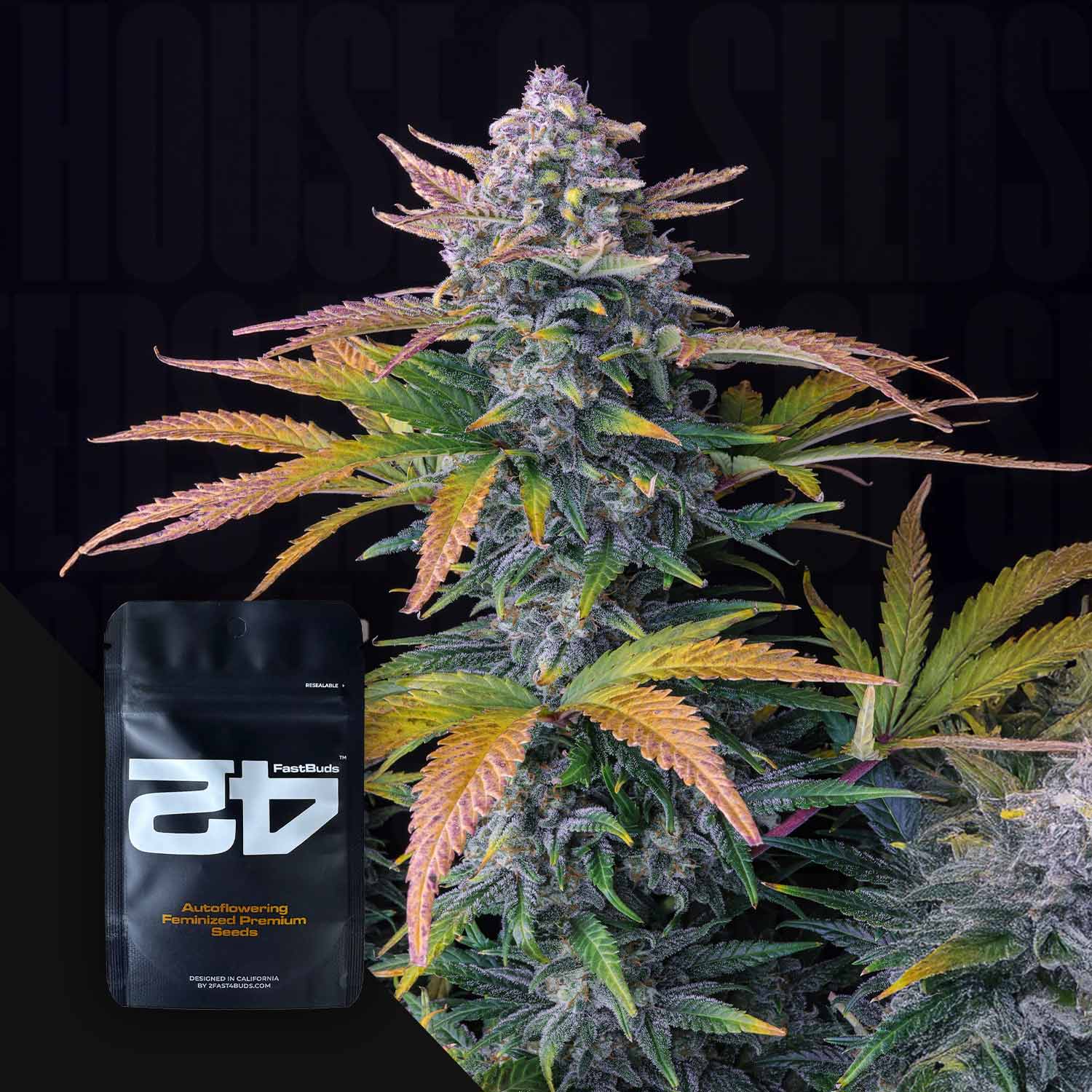Reife Cannabispflanze mit bunten Blättern neben einem schwarzen Samenpaket mit der Aufschrift "Tropicana Cookies Auto" von 420 Fast Buds.