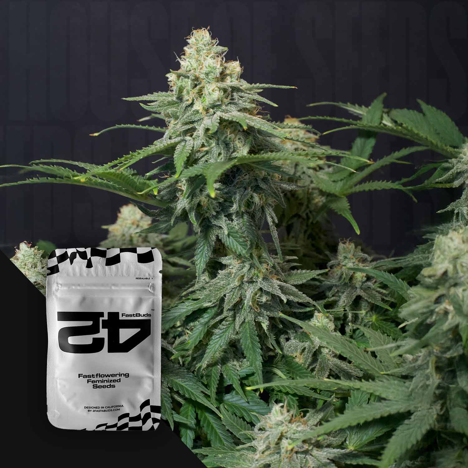 Eine Cannabispflanze mit dichten Knospen und einer 420 Fast Buds Wedding Cheesecake FF-Samenpackung im Vordergrund.