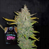 Z Auto (Zkittlez Auto)