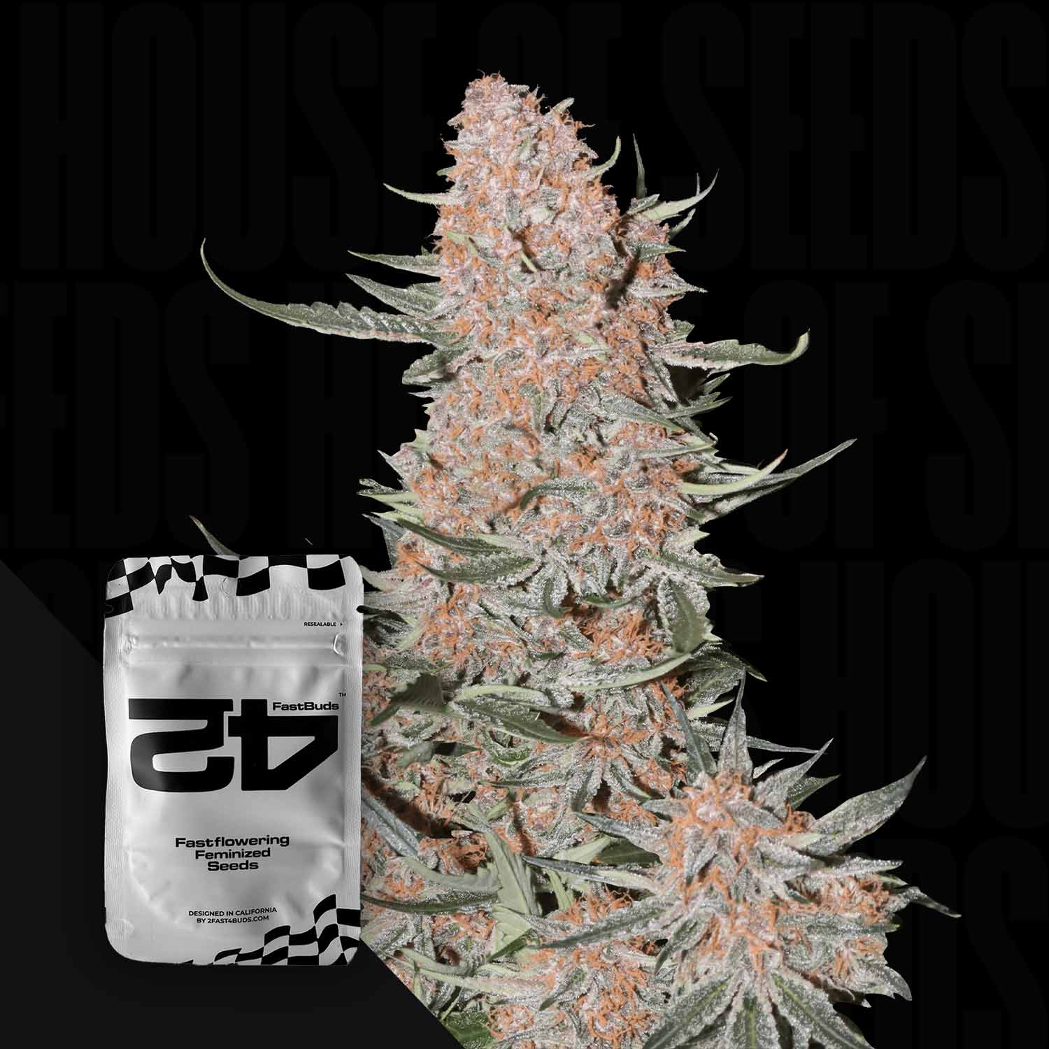 Nahaufnahme einer frostigen Ztrawberriez Auto Knospe neben einem 420 Fast Buds Samenpaket auf dunklem Hintergrund.