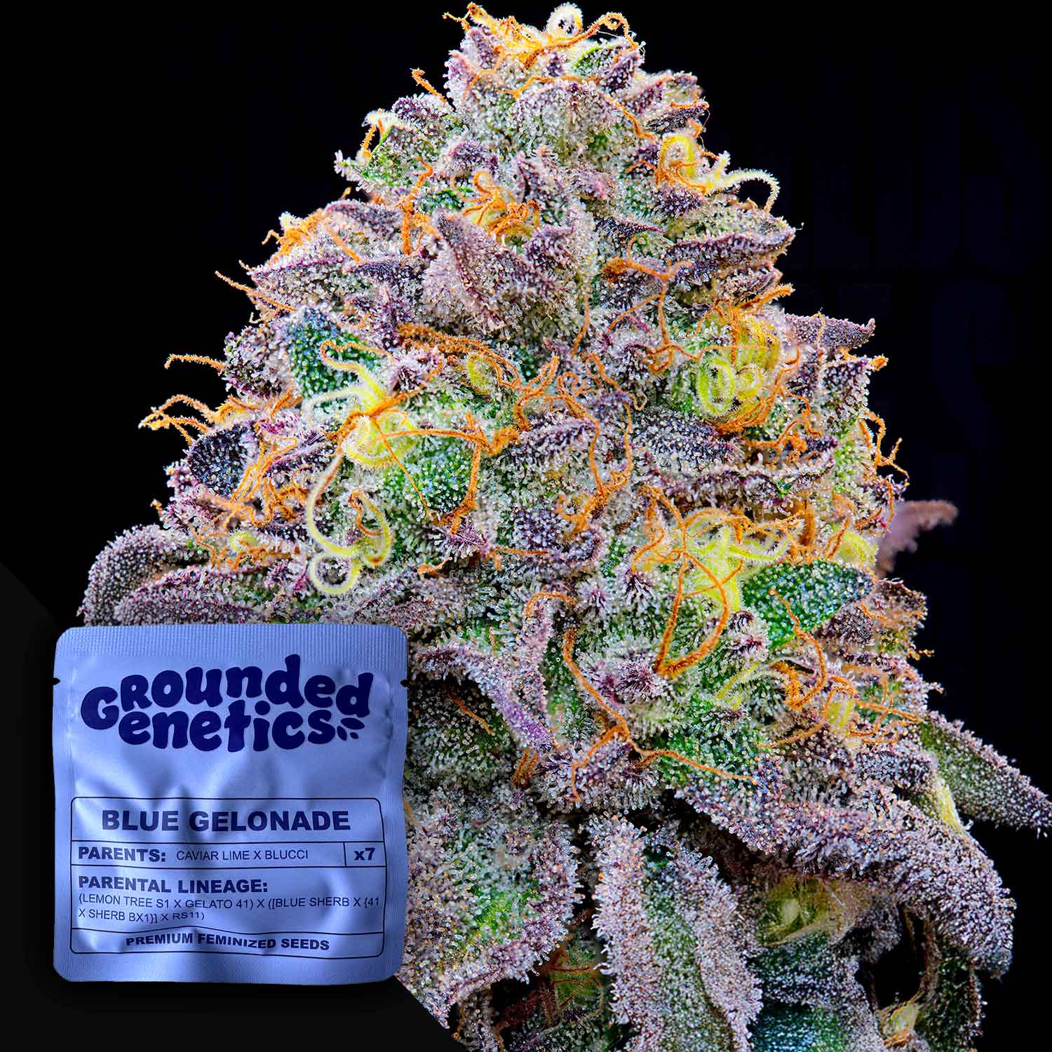 Nahaufnahme einer Blue Gelonade Knospe mit Trichomen und orangen Haaren, daneben beschriftete Samenpackung