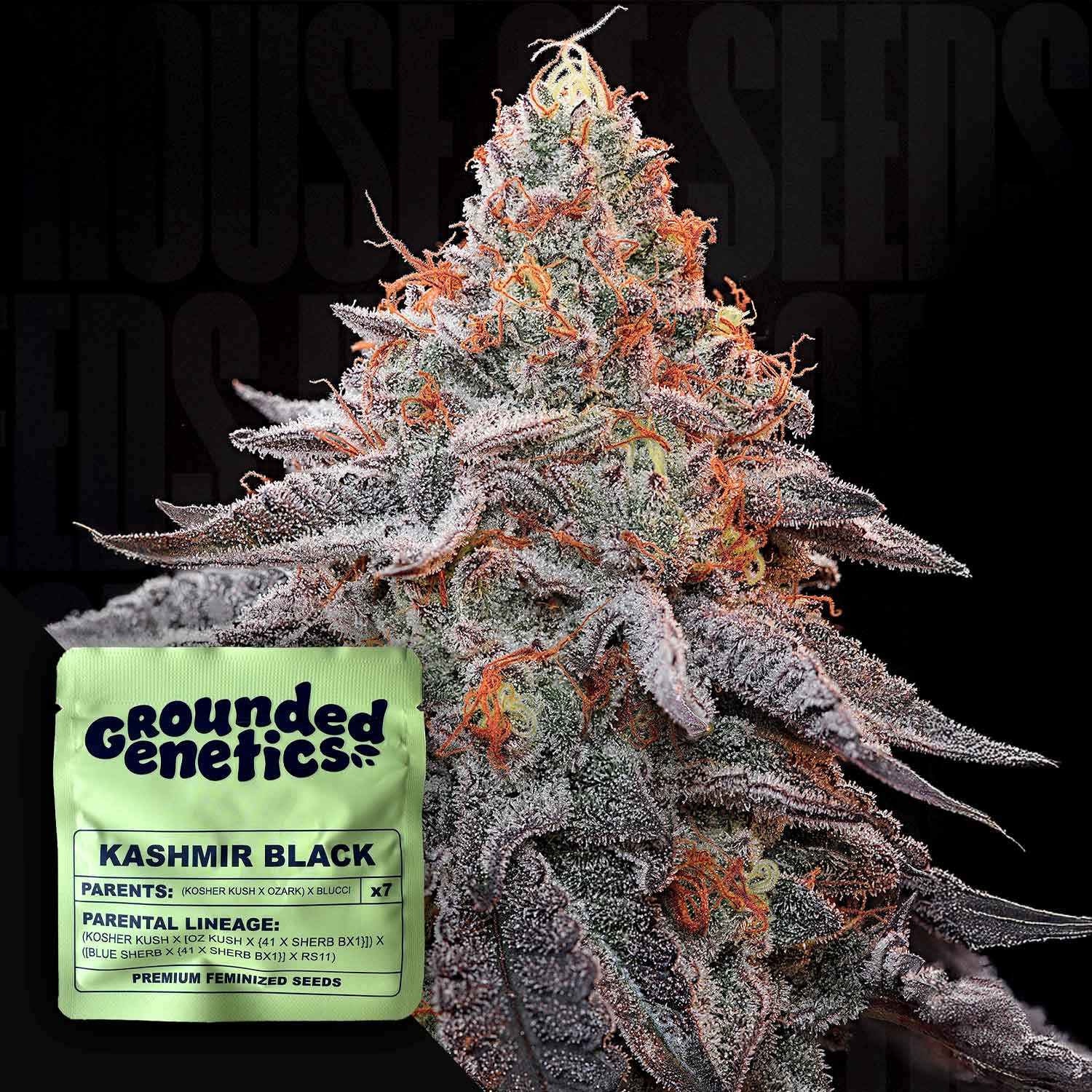 Frostige Kashmir Black Knospe mit orangen Haaren und lila Spitzen, grüne Grounded Genetics Verpackung vorne sichtbar