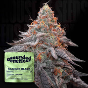 Frostige Kashmir Black Knospe mit orangen Haaren und lila Spitzen, grüne Grounded Genetics Verpackung vorne sichtbar