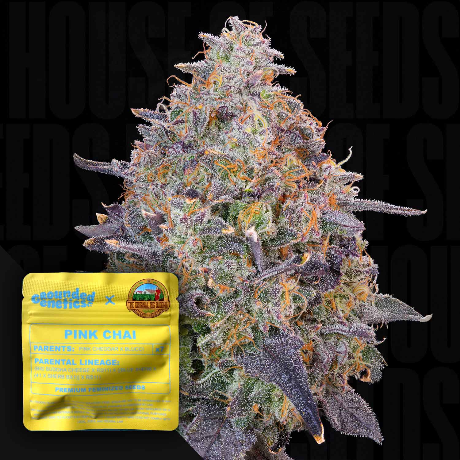 Nahaufnahme einer frostigen Cannabisknospe mit lila, orangen und grünen Tönen, vorne gelbes Grounded Genetics Pink Chai Paket