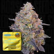 Nahaufnahme einer frostigen Cannabisknospe mit lila, orangen und grünen Tönen, vorne gelbes Grounded Genetics Pink Chai Paket