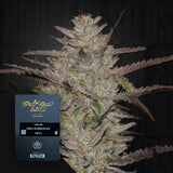 Alienz Auto