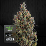 Big Bang Auto