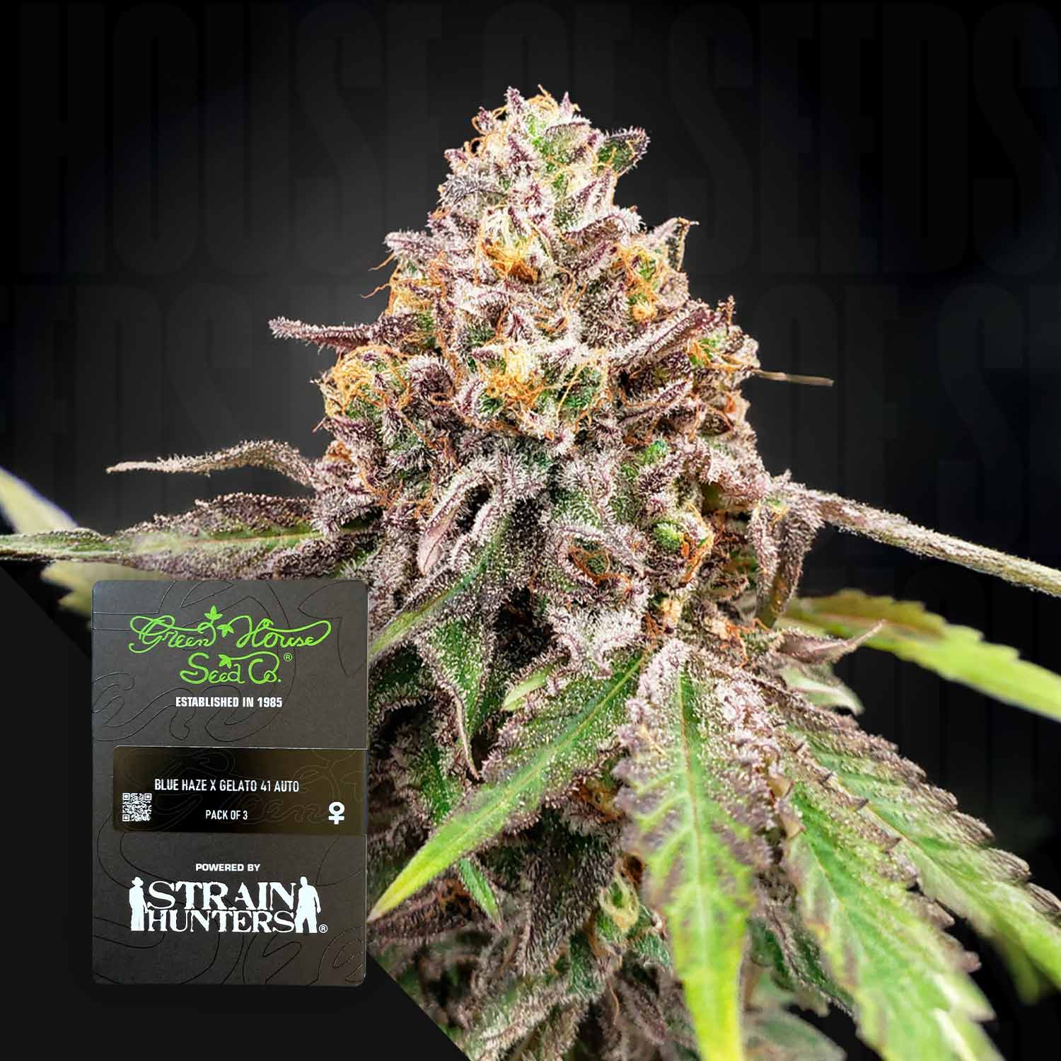 Nahaufnahme der Blue Haze x Gelato 41 Auto Knospe von Green House Seeds, frostig mit grünen, lila Farbtönen und Trichomen.